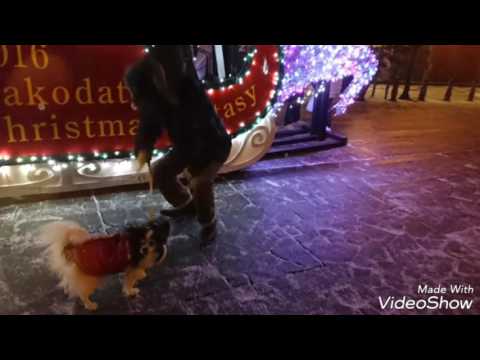 2016年函館クリスマスファンタジー