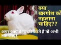 How to Clean your Rabbit | खरगोश को साफ़ कैसे करें