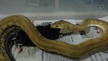 Carpet Python Feeding Video part 1