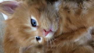 Самые милые котята Мейн Кун 100 #thecutestkittens #kitten #maincoon