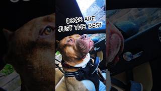 Real talk 💛🧡❤️ #dogsaregreat @rickygervais#lovedogs