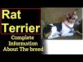 Rat Terrier. Pros and Cons, Price, How to choose, Facts, Care, History
