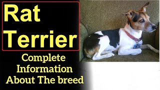 Rat Terrier. Pros and Cons, Price, How to choose, Facts, Care, History screenshot 4