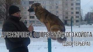 Дрессировка Флорентийского койота (двортерьера)