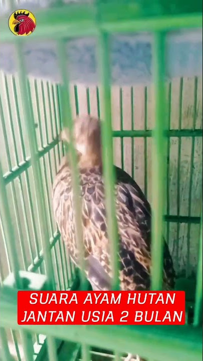 BEGINI SUARA AYAM HUTAN JANTAN USIA 2 BULAN ‼️‼️ #ngoceh #belajar #nyanyi