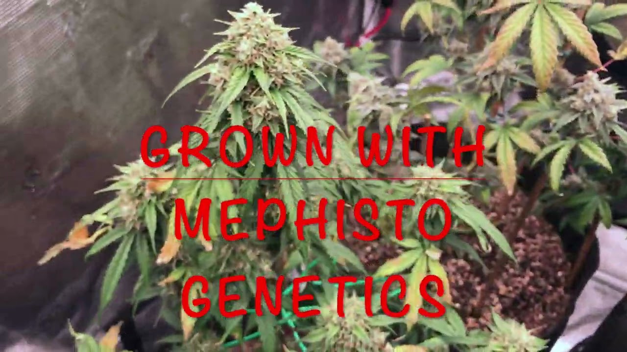 Quick Look At The Mephisto Autoflowers