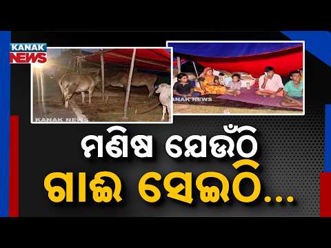Jajpur Flood Crisis | Families and Cattle Take Shelter Together on Embankments