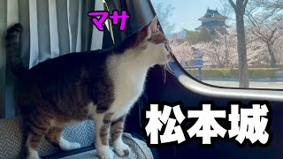 [National treasure] Drive to Matsumoto Castle with a cat