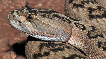 Snake season arrives: Know the difference between a rattler and a gopher snake