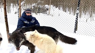 Канадский Волк Акела стал добрее. Алита в своём репертуаре. Вечерняя кормёжка утками.