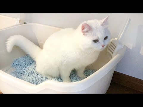 尿検査の結果を受けて猫トイレを新しくしました！