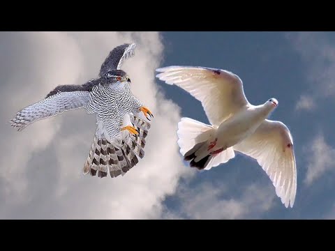 Ястреб Тетеревятник атаковал голубей. Goshawk attacked pigeons