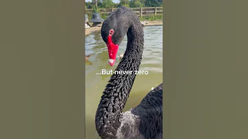 Black Swan Duck Ducklings Animal Ducks Goose Wildducks Bird Ducklover Swan Babyduck 