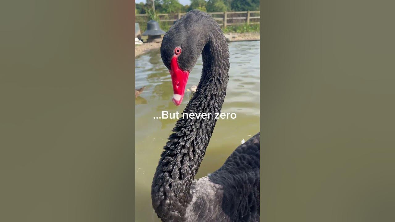 Black swan #duck #ducklings #animal #ducks #goose #wildducks #bird #ducklover #swan #babyduck