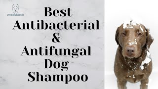 Best Antibacterial & Antifungal Dog Shampoo