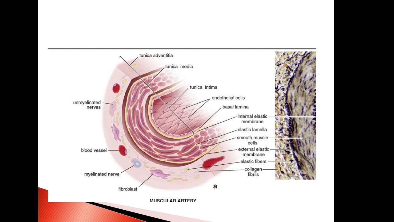 Histology - The Circulatory System Part4  - Al-Bayan University - Faculty Of Pharmacy 1st
