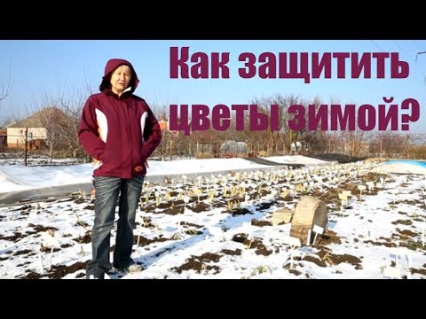 Зима в Саду Ворошиловой. Как защитить цветы зимой? / Сад Ворошиловой