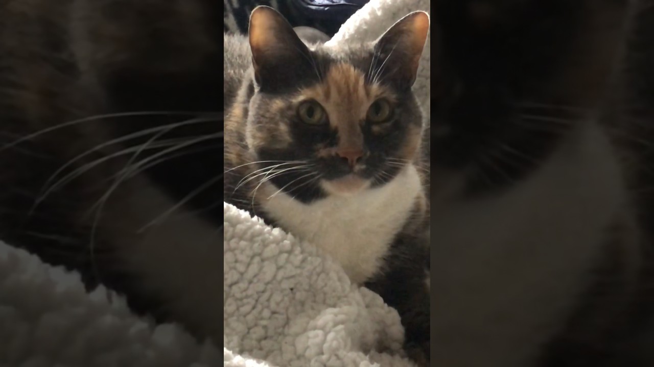 Whisker Wednesday! My bed? Cat disagrees