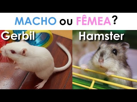 Vídeo: Como Determinar O Sexo De Um Hamster