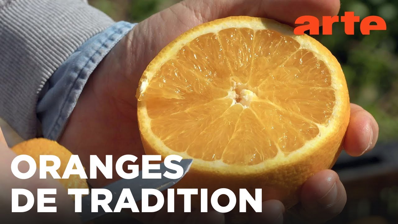 Les oranges juteuses d’Espagne | Un monde d'agrumes | ARTE Évasion