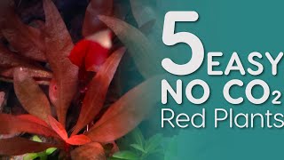 5 EASY Red Aquarium Plants that can grow with NO CO2