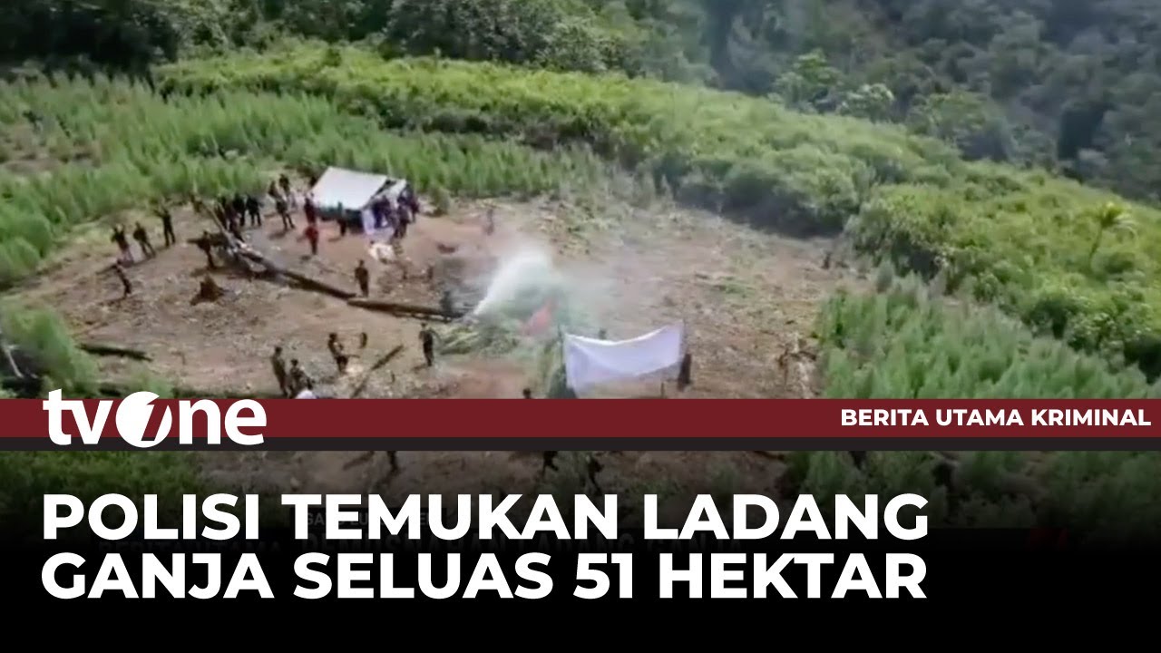 Pemusnahan Ladang Ganja di Gayo Lues Aceh | tvOne