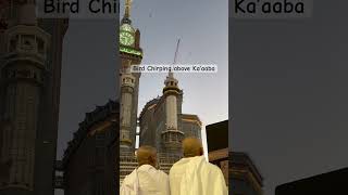 Download Lagu Bird Chirping above Ka’aaba | Soothing and Heavenly Sound MP3