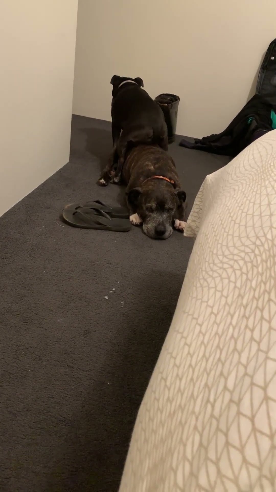 Every Dog Has a Favorite Spot || ViralHog