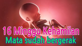 JANIN 16 MINGGU KEHAMILAN