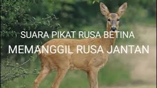 SUARA PIKAT RUSA BETINA UNTUK MEMANGGIL RUSA JANTAN