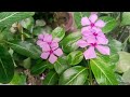 #explore#nature#motivation#2026#update#naturelover#beautifulnature#flowers#trending#vlog#manifest