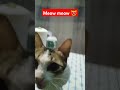 Meow meow 😻 ang Paepal na pusa 😍 #blueeyes #cutecat #petlover #pet #jhen #pets #animallover