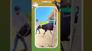 పశువుల మ్రోయు – పల్లె రాగం 🎶బఫెలో లేకుండా రైతు ఊహించలేడు 👨‍🌾 ||bharthi dairty farm ||
