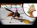 Nikon P900 + Raynox DCR-250 + Praying Mantis & Wasp = A Whole New World of Macro Lens Photography