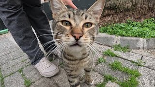 Cute cat meows, approaches my camera and purrs loudly for food