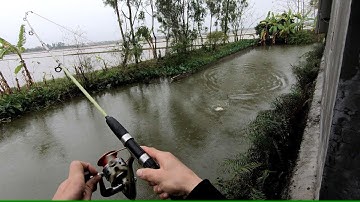 Câu cá Rô Phi  bằng lưỡi lục quá đẳng cấp | Cá Mập TV