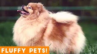 Cutest Fluffy Pets Ever 2019 | Funny Pet Videos