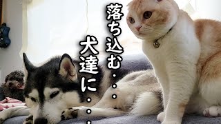 手術前に落ち込む犬を励ます猫の行動に涙が...