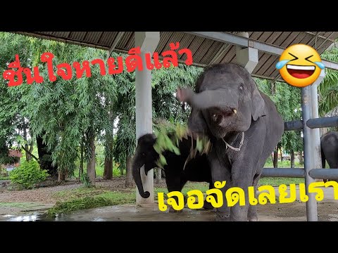 ไปเยื่ยมน้องชื่นใจ บัวบาน นาโน เด็กๆสดใสน่ารักค่ะ💝🐘🐯🐈‍⬛