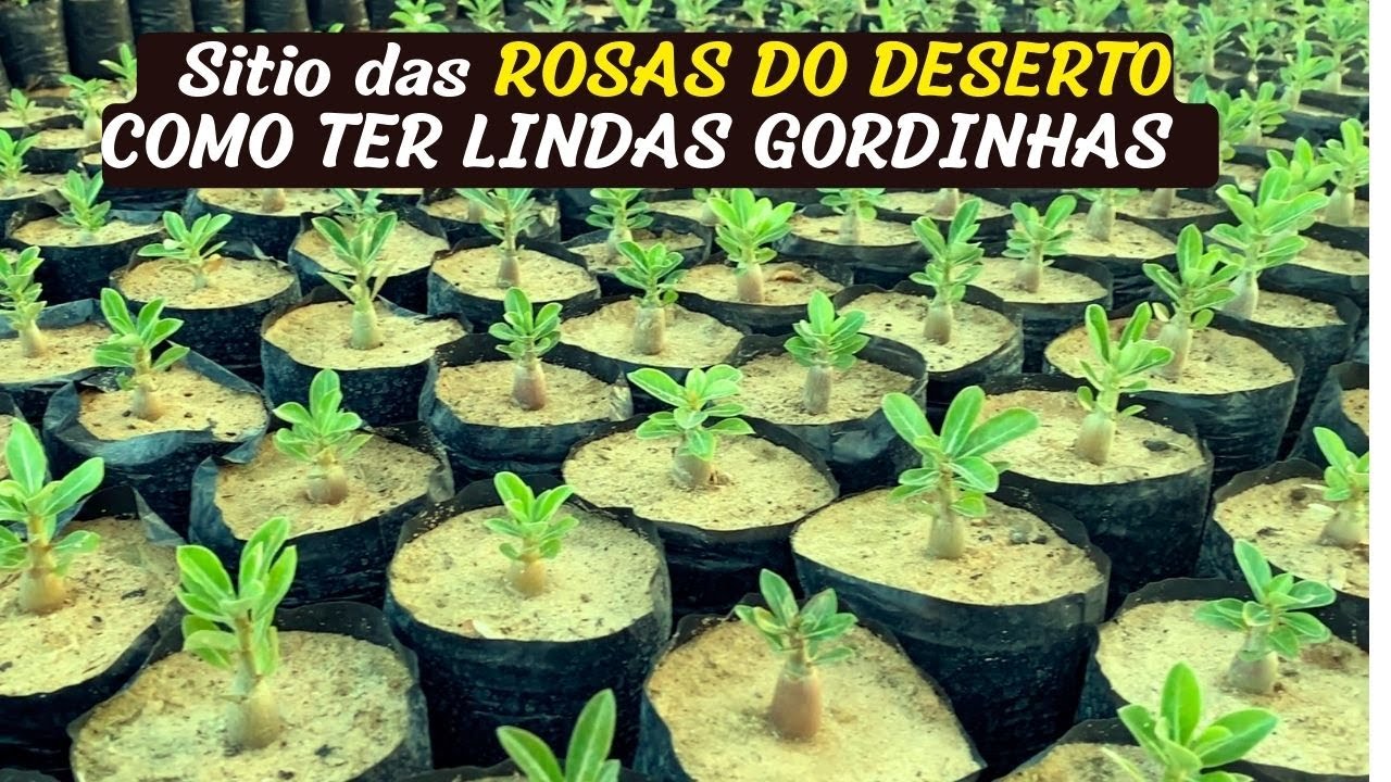 LINDAS MUDAS DE ROSA DO DESERTO SÓ NA AREIA PURA
