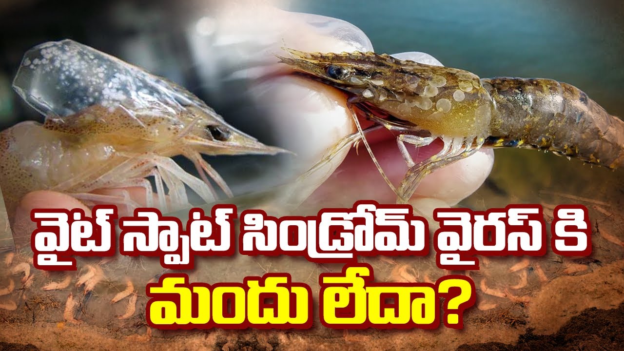 white spot syndrome virus disease management in shrimp farming