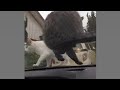 鉾田市 夕方保護猫チェック