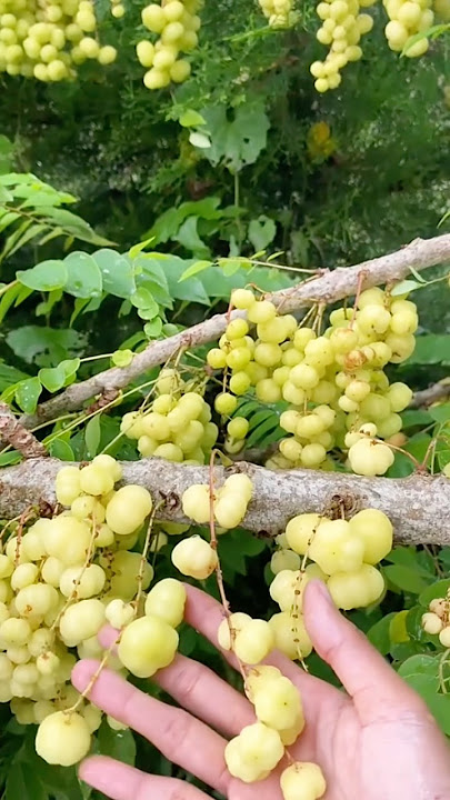 Pick cherries to make rujak #chermai #fruit #shorts