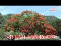 (4K)2020天祥.鳳凰花.長春祠-太魯閣國家風景區.4K Ultra HD