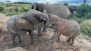 Baby Elephant Khanyisa & Timisa Practice Sparring while Pisa Gets a Little Jealous 🐘