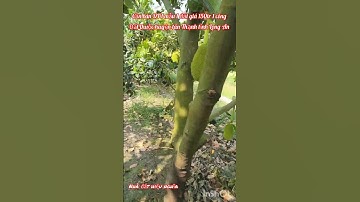 cần bán DT 1 mẫu 1 đất giá 150tr 1 công đất thuộc huyện tân Thạnh tỉnh Long An lh 0816556639