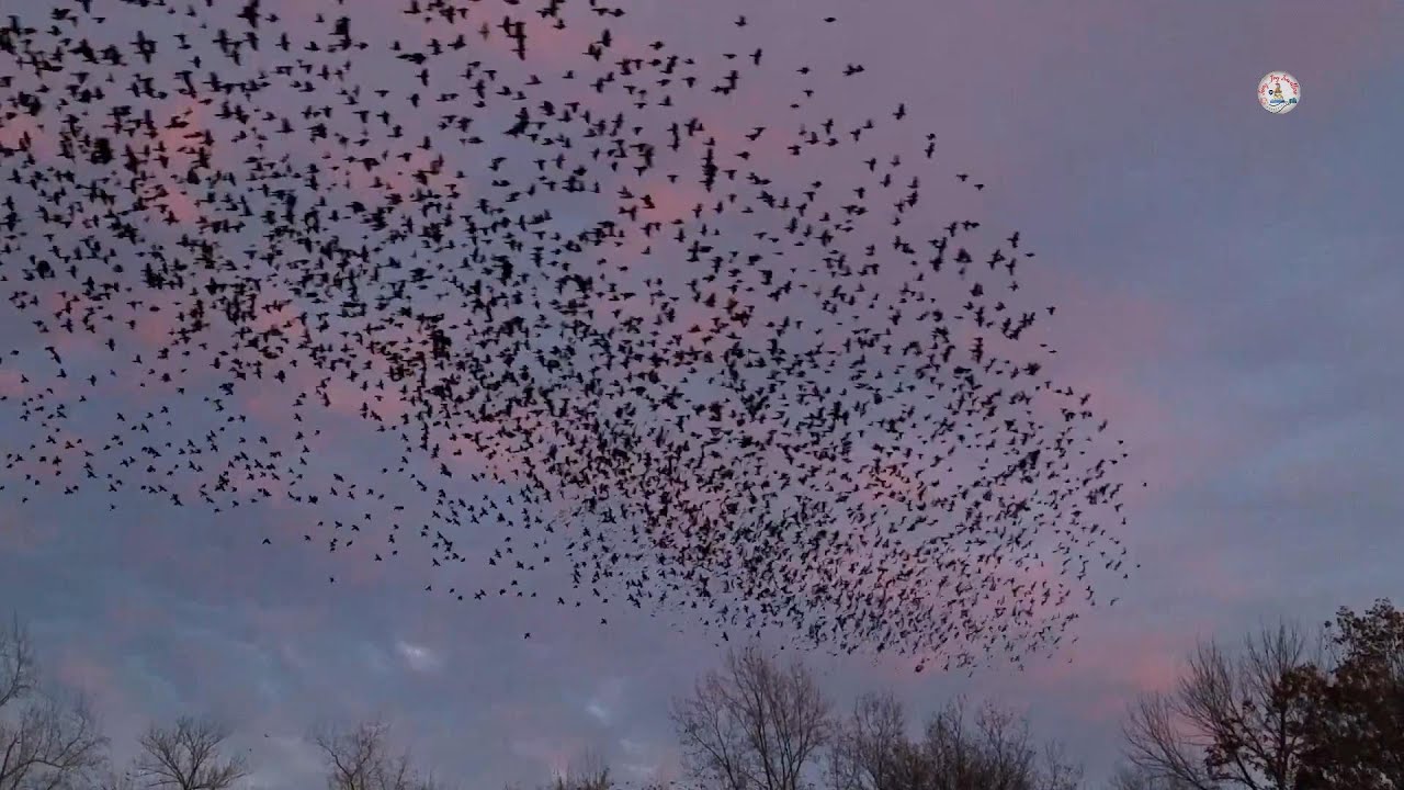Phenomenal show by the Million Starlings | Nature’s Visual treat | Starlings flying pattern | Birds
