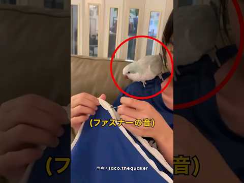 A Parrot That Imitates Everything