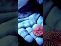 Coldplay-The Blue Room E.P Review #coldplay #altrock #alternative #subscribe