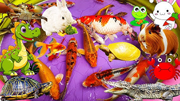 Tim Thấy Chú Cá Sấu Hung Dữ Bắt Cá Koi, Na Bắt Thỏ Dễ Thương, Cua, Rùa, Lươn, Nhím